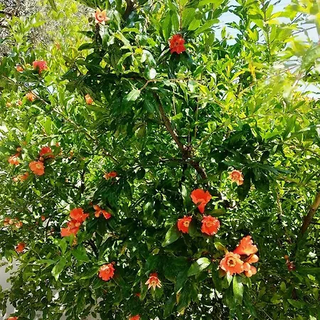Leaves * Nea Iraklitsa
