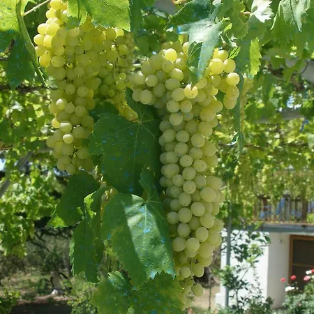 Leaves Dom wakacyjny Nea Iraklitsa