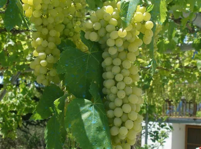 Leaves Casa de Férias Nea Iraklitsa